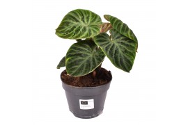 Philodendron verrucosum incensi compactum