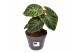 Philodendron verrucosum incensi compactum 