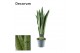 Sansevieria trifasciata Sansevieria Spearmint (Decorum) 3 pp 