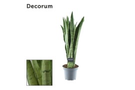 Sansevieria trifasciata Sansevieria Spearmint (Decorum) 3 pp