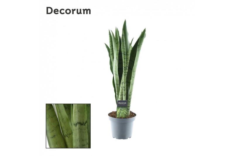 Sansevieria trifasciata Sansevieria Spearmint (Decorum) 3 pp Sansevieria trifasciata Sansevieria Spearmint (Decorum) 3 pp