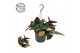 Syngonium arrow Syngonium E red Arrow 15cm HP 7 pp 