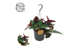 Syngonium arrow Syngonium E red Arrow 15cm HP 7 pp
