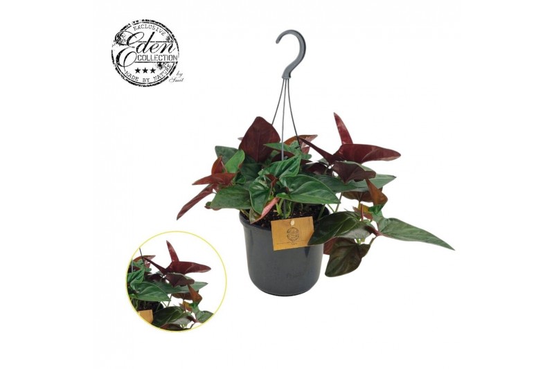 Syngonium arrow Syngonium E red Arrow 15cm HP 7 pp Syngonium arrow Syngonium E red Arrow 15cm HP 7 pp