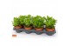 Crassula magical tree WOODS - Crassula magical tree 12 