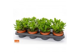 Crassula magical tree WOODS - Crassula magical tree 12