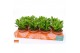 Crassula magical tree SuPure® 