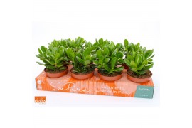 Crassula magical tree SuPure®