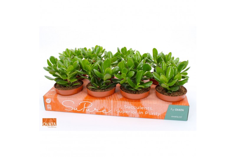 Crassula magical tree SuPure® 
