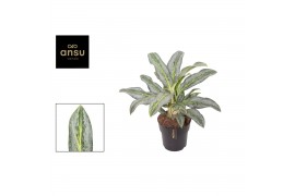 Aglaonema emerald stone