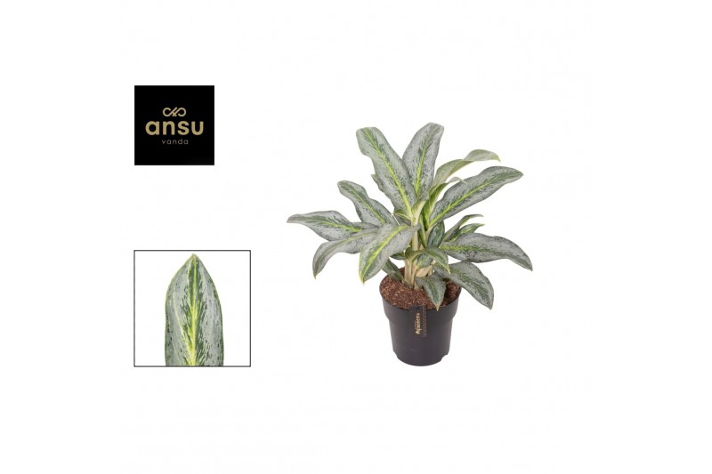 Aglaonema emerald stone 