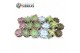 Succulenten Sierras® - Malaga Mix 