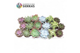 Succulenten Sierras® - Malaga Mix