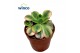 Aeonium Starburst 