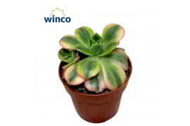 Aeonium Starburst
