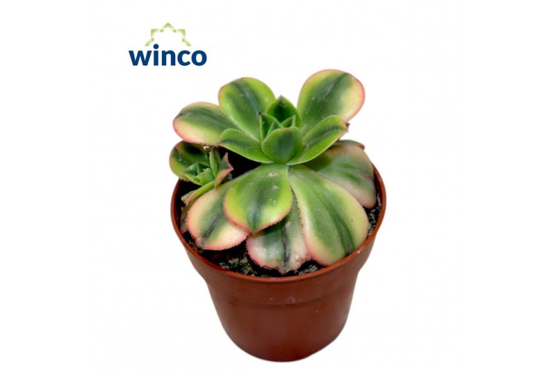 Aeonium Starburst 