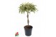 Dracaena reflexa song of india gevlochten stam 