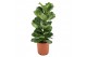 Ficus lyrata 