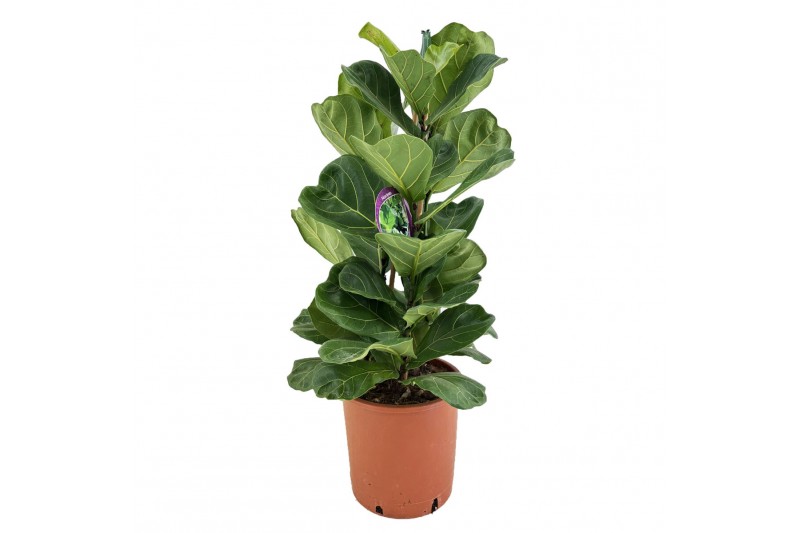 Ficus lyrata 