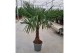 Trachycarpus fortunei 