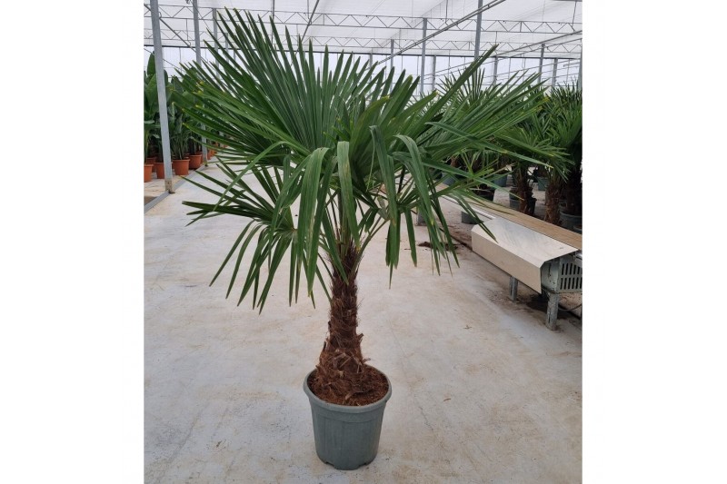 Trachycarpus fortunei 