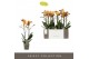 Phalaenopsis multiflora anthura las vegas Exclusivo - Las Vegas - 2 ta 