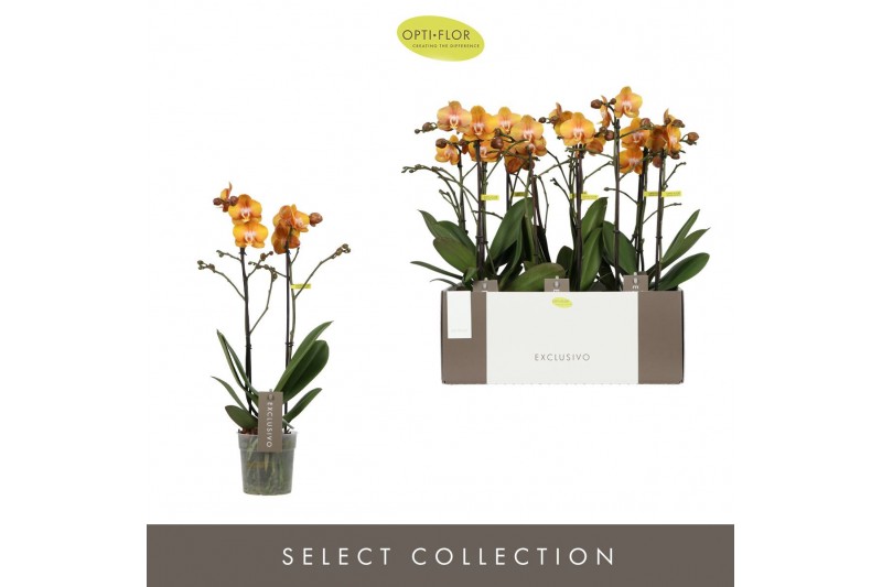 Phalaenopsis multiflora anthura las vegas Exclusivo - Las Vegas - 2 ta 
