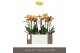 Phalaenopsis multiflora anthura las vegas Exclusivo - Las Vegas - 2 ta 