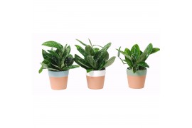Epipremnum pinnatum marble planet keramiek