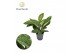 Epipremnum pinnatum marble planet 