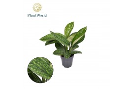 Epipremnum pinnatum marble planet