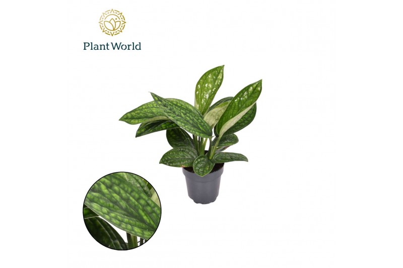Epipremnum pinnatum marble planet 