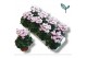 Cyclamen pers. metis victoria Premium wit / roze 