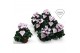Cyclamen pers. metis victoria Premium wit / roze 