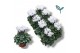 Cyclamen pers. super serie donatello wit 