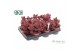 Cotyledon ladysmithiensis Make Upz Pink 