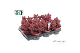Cotyledon ladysmithiensis Make Upz Pink