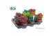 Cotyledon ladysmithiensis Make Upz Mix 