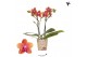 Phalaenopsis multiflora oranje Kolibri Orchids Fragrance - Bolgheri -  