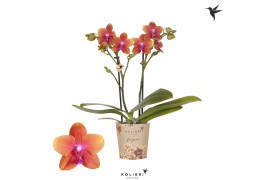 Phalaenopsis multiflora oranje Kolibri Orchids Fragrance - Bolgheri - 