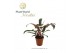 Philodendron Bronze - 3pp 