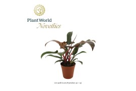 Philodendron Bronze - 3pp