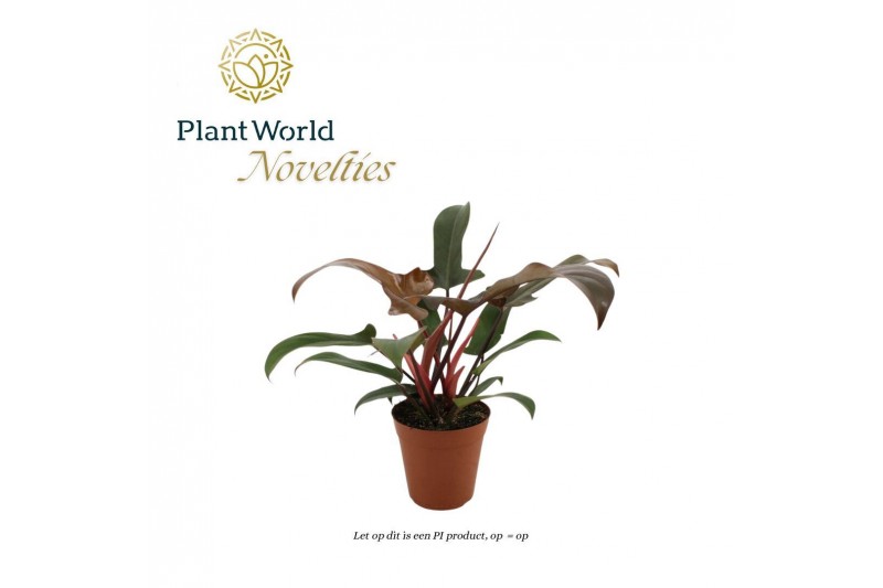 Philodendron Bronze - 3pp 