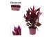Celosia mystic shades decorum + hoes 