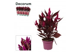 Celosia mystic shades decorum + hoes
