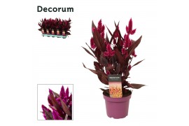 Celosia mystic shades decorum + etiket
