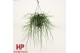 Rhipsalis floccosa hp 