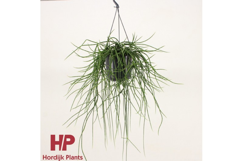 Rhipsalis floccosa hp 