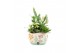 Arrangementen kamerplanten 31512: Maritiem arrangement 3 pp 