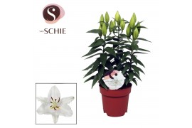Lilium oriental oxygen wit